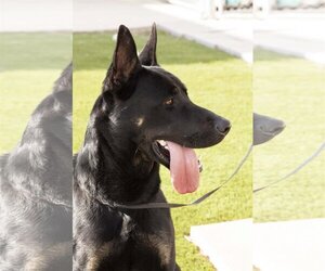 German Shepherd Dog-Unknown Mix Dogs for adoption in La Verne, CA, USA