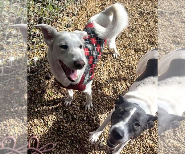 Medium Photo #4 Siberian Husky-Unknown Mix Puppy For Sale in Anniston, AL, USA