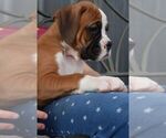 Small Photo #10 Boxer Puppy For Sale in SENECA, KS, USA