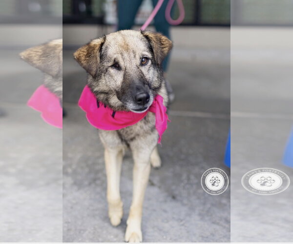 Medium Photo #7 Norwegian Elkhound-Unknown Mix Puppy For Sale in Newport Beach, CA, USA