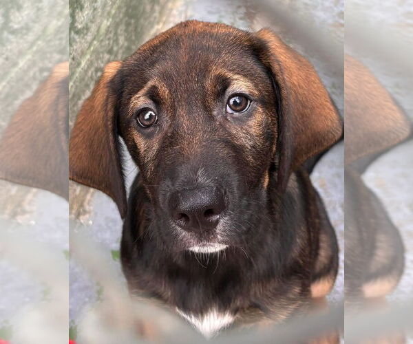 Medium Photo #1 German Shepherd Dog-Unknown Mix Puppy For Sale in Rustburg, VA, USA