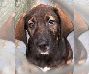 German Shepherd Dog-Unknown Mix Dogs for adoption in Rustburg, VA, USA