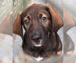 Small German Shepherd Dog Mix