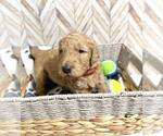Small Photo #5 Goldendoodle Puppy For Sale in CONWAY, SC, USA