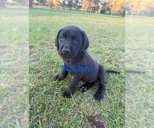Labrador Retriever Puppy for sale in CHIPLEY, FL, USA