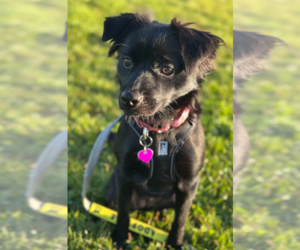 Chihuahua-Unknown Mix Dogs for adoption in Aurora, CO, USA