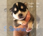 Image preview for Ad Listing. Nickname: Severus