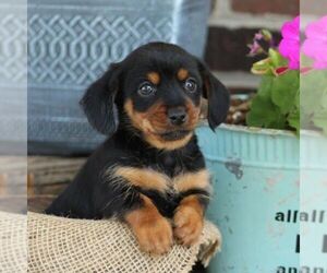 Dorkie Puppy for sale in ROBESONIA, PA, USA