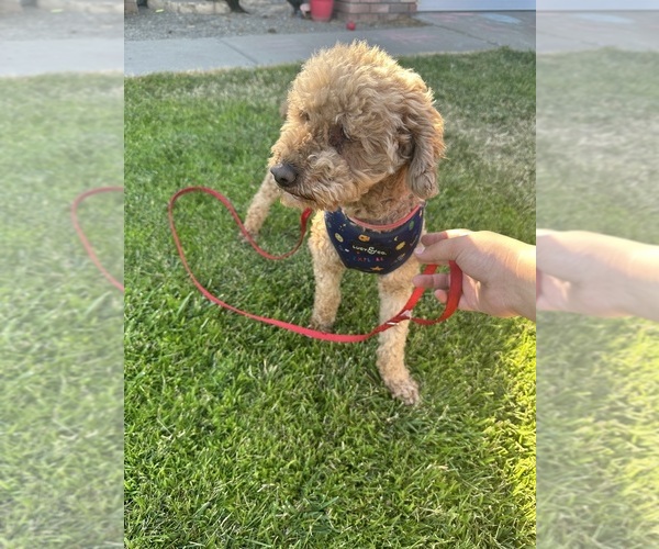 Medium Photo #1 Poodle (Toy) Puppy For Sale in MODESTO, CA, USA