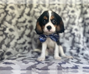 Cavalier King Charles Spaniel Puppy for sale in LAKELAND, FL, USA