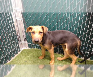 Mutt Dogs for adoption in Downey, CA, USA