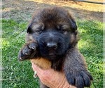 Puppy 4 German Shepherd Dog