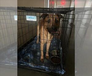 Black Mouth Cur-Unknown Mix Dogs for adoption in Texas City, TX, USA