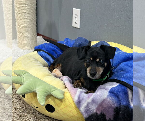 Medium Photo #6 Dachshund-Unknown Mix Puppy For Sale in Fargo, ND, USA