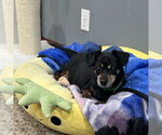 Small #5 Dachshund Mix