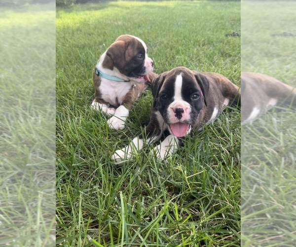 Medium Photo #12 Boxer Puppy For Sale in LONG BEACH, CA, USA