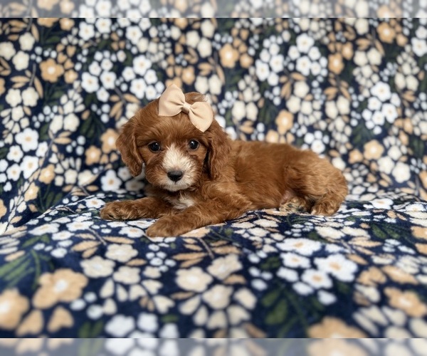 Medium Photo #3 Cockapoo (Miniature) Puppy For Sale in LAKELAND, FL, USA