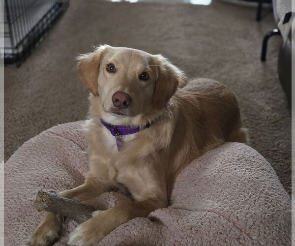 Medium Photo #8 Golden Labrador Puppy For Sale in Minneapolis, MN, USA