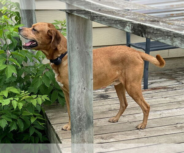 Medium Photo #5 Labrador Retriever-Unknown Mix Puppy For Sale in St. Cloud, MN, USA