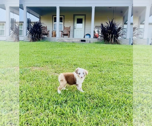 Medium Photo #8 Miniature Australian Shepherd Puppy For Sale in BELLVILLE, TX, USA