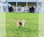 Small #7 Miniature Australian Shepherd