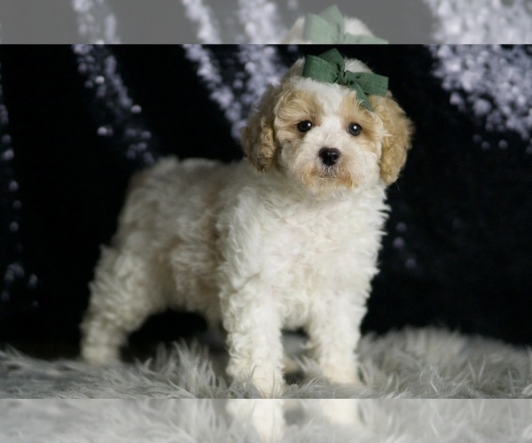 Medium Photo #3 Maltipoo (Miniature) Puppy For Sale in WARSAW, IN, USA