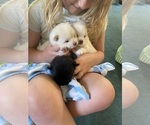 Small Photo #10 Pomeranian Puppy For Sale in ROCHESTER, NY, USA