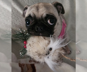 Mother of the Pug puppies born on 07/13/2026
