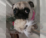 Small Photo #1 Pug Puppy For Sale in COOKEVILLE, TN, USA