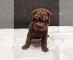 Small #1 Chinese Shar-Pei