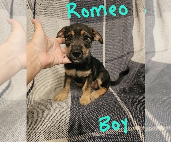 Medium Photo #12 Chizer Puppy For Sale in MONTEZUMA, GA, USA