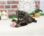 Small #6 Schnauzer (Miniature)