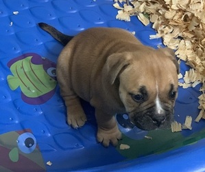 American Bully Puppy for sale in PALM BAY, FL, USA
