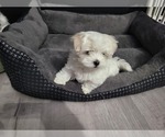 Small Photo #8 Maltese Puppy For Sale in WICHITA, KS, USA