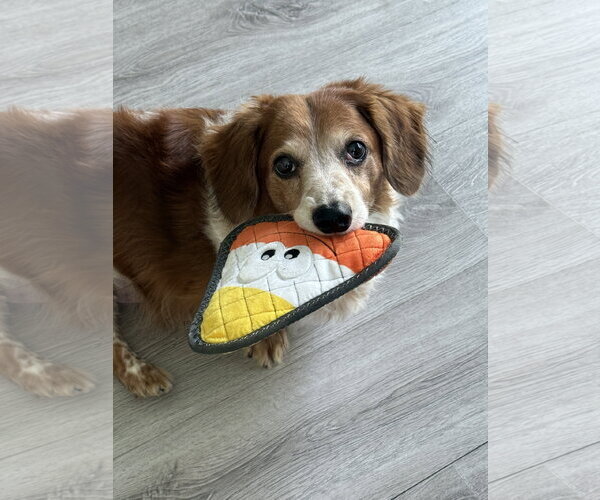 Medium Photo #5 Dachshund Puppy For Sale in Tampa, FL, USA