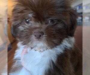 Shih Tzu Puppy for sale in SIOUX FALLS, SD, USA