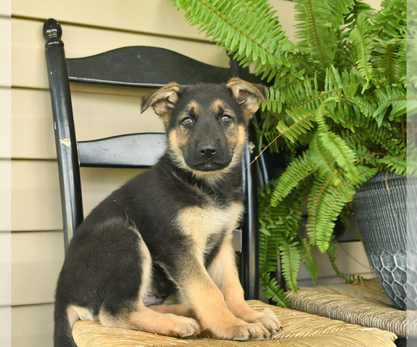 Medium Photo #13 German Shepherd Dog Puppy For Sale in DAVENPORT, FL, USA