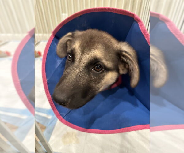 Medium Photo #3 German Shepherd Dog-Unknown Mix Puppy For Sale in West Sacramento, CA, USA