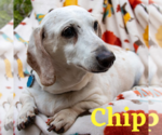 Small Photo #20 Dachshund Puppy For Sale in San Antonio, TX, USA