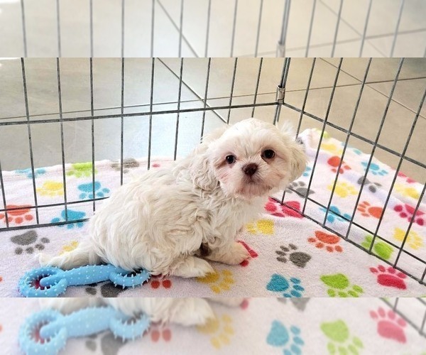 Medium Photo #12 Shih Tzu Puppy For Sale in ORO VALLEY, AZ, USA