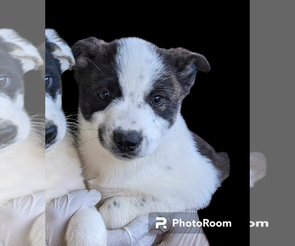 Medium Photo #1 Border-Aussie Puppy For Sale in Fresno, CA, USA