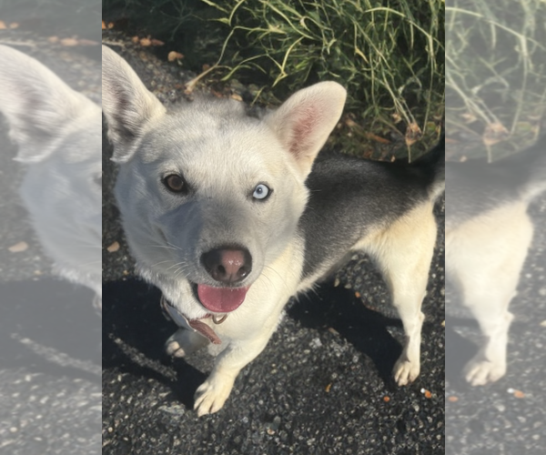 Medium Photo #2 Mutt Puppy For Sale in Newport Beach, CA, USA