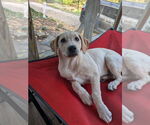 Small #15 Golden Retriever Mix