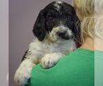 Small #3 Spaniel Mix