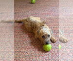 Small #5 Poodle (Miniature) Mix