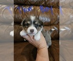 Small Photo #4 Chizer Puppy For Sale in MONTEZUMA, GA, USA