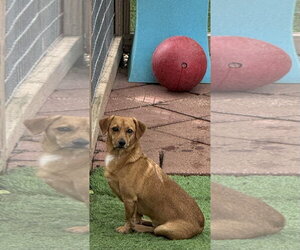 Skippy - Male Chiweenie Dog for Adoption - Photo #3