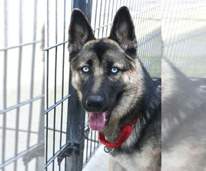 German Shepherd Dog-Unknown Mix Dogs for adoption in Sacramento, CA, USA