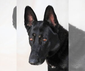 German Shepherd Dog Dogs for adoption in Pasadena, CA, USA