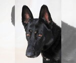 Small German Shepherd Dog